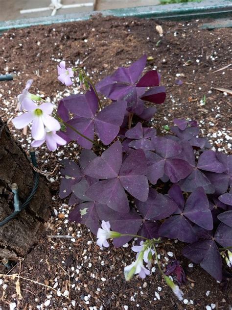 Trébol Morado: Como Cuidar Tu Planta Mariposa – .